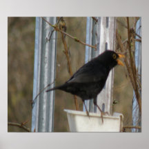 Singing Blackbird Print