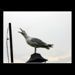 Singing Gull of Mystic, CT postcards