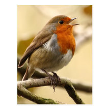 Singing Robin Post Cards