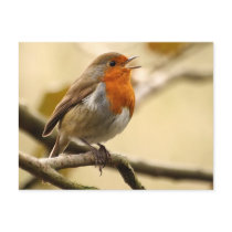 Singing Robin Postcards