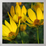 Singing Sunshine Poster