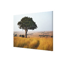 Single acacia tree on grassy plains, Masai Mara, Stretched Canvas Print