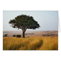 Single acacia tree on grassy plains, Masai Mara, Card