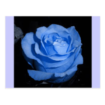 Single Blue Rose Postcard