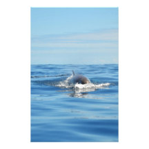 Single Bottlenose Whale Custom Stationery