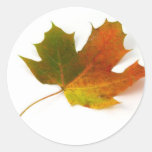 Single Coloured Maple Leaf On White Background Stickers