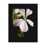 Single-flowered Pelargonium zonale Post Card