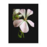 Single-flowered Pelargonium zonale Post Card