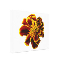 Single French Marigold Canvas Prints