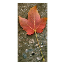 Single Leaf Custom Photo Card