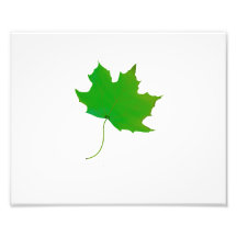 single maple green leaf plant image.png photo