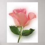 Single Pink Rose posters