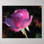 Single Pink Rose Posters
