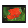 Single Poppy with border Post Cards