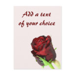 Single red rose on a light pink background postcards