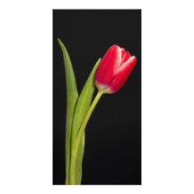 Single red tulip on black background photo card
