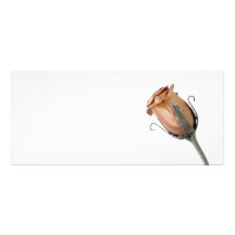 Single steel rose card rack card design