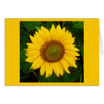 Single Sunflower Green Leaves Yellow Flower Greeting Cards