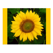 Single Sunflower Green Leaves Yellow Flower Postcards