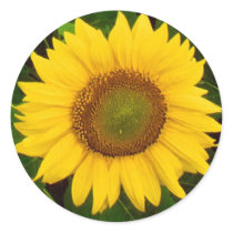 Single Sunflower Green Leaves Yellow Flower Stickers