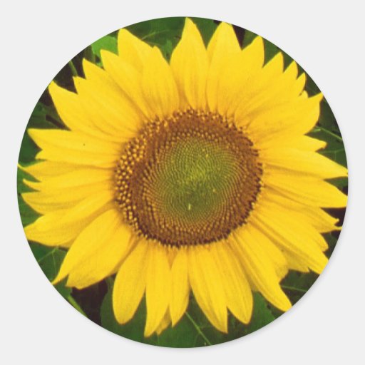 Single Sunflower Green Leaves Yellow Flower Stickers