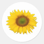 Single Sunflower Yellow Flower Flowers Stickers