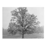 Single tree in field B&W Post Card