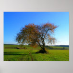 single tree picture poster