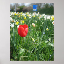 Single tulip posters