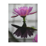 Single Water Lily Post Card