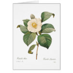 Single white camellia greeting cards