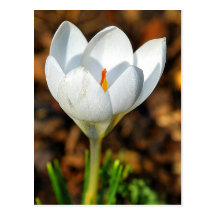 Single white crocus post cards