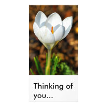 Single white crocus, Thinking of you... Customized Photo Card