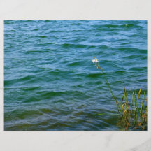 Single white flower water reed pond flyers