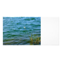 Single white flower water reed pond photo cards