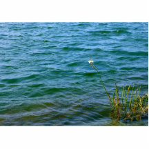Single white flower water reed pond photo sculptures