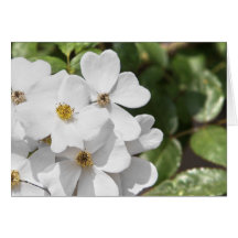 Single White Rose Card