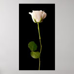 Single white rose on a black background posters