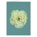 Single White Tea Rose Greeting Cards