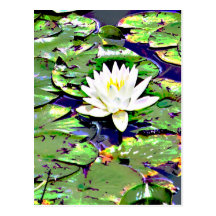 Single White Water Lilly Photography Print Post Card