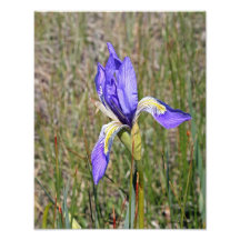 Single Wild Iris flower 11x14 Art Photo