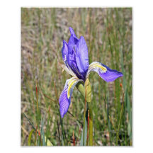 Single Wild Iris flower Photo Print