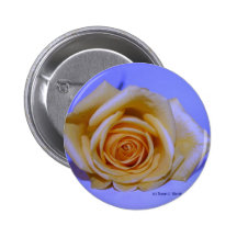 Single Yellow Rose Pale Blue background Pinback Buttons