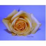 Single yellowish rose blue tinted photo cutouts