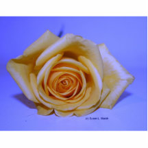 Single yellowish rose blue tinted photo cutouts