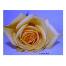 Single yellowish rose blue tinted post card