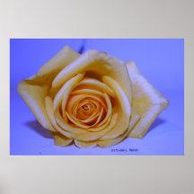 Single yellowish rose blue tinted poster