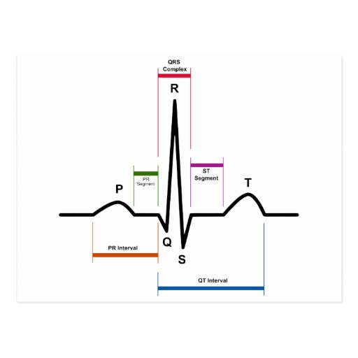 Sinus Rhythm in an Electrocardiogram ECG Diagram Postcard
