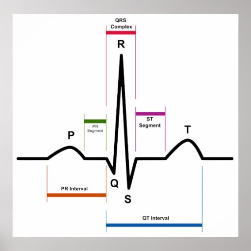 Sinus Rhythm In An Electrocardiogram Ecg Diagram Poster