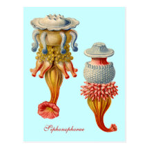 Siphonophorae - carte postale de méduses